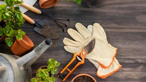 Can gardening help fight your mental blues? 