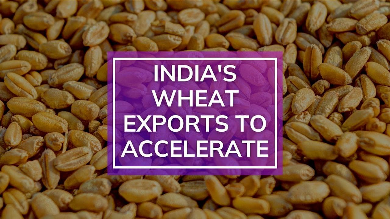 Russia Ukraine war: Egypt to import wheat from India