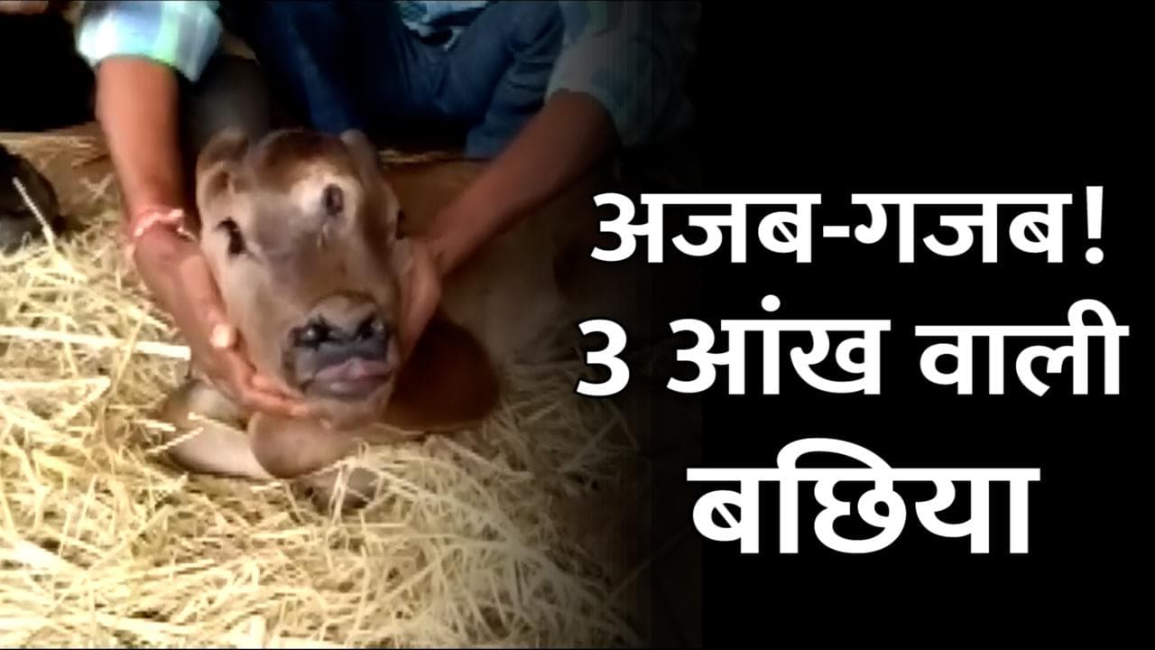 Chhattisgarh News: अजब-गजब! गाय ने तीन आंख वाली बछिया को दिया जन्म, नाक में भी चार छेद !