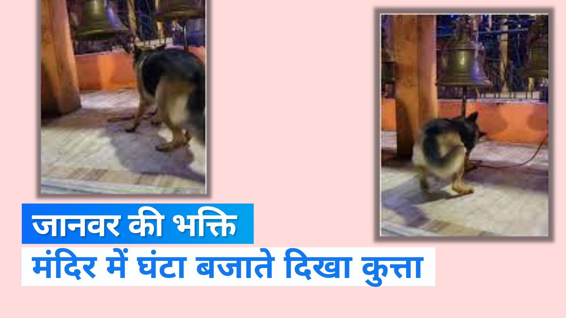 Viral Video: भगवान की भक्ति में लीन दिखा पालतू कुत्ता, वीडियो हुआ वायरल