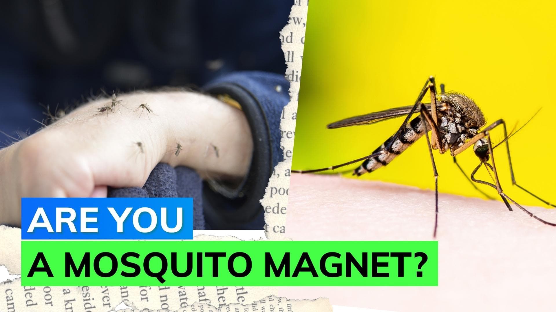 Are you a mosquito magnet? Know why mosquitos bite you more compared to others