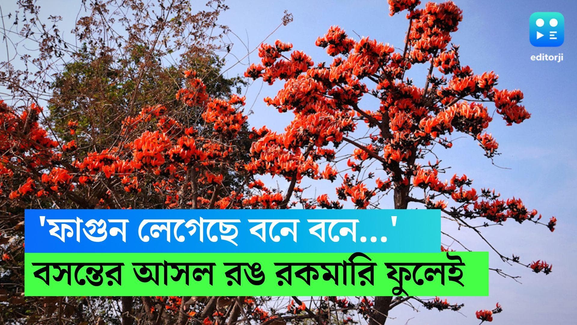 Holi Flowers: ‘ফুলের আগুন লাগল‘, রইল ঋতুরাজ বসন্ত কালে ফুটে থাকা একগুচ্ছ ফুলের হদিশ