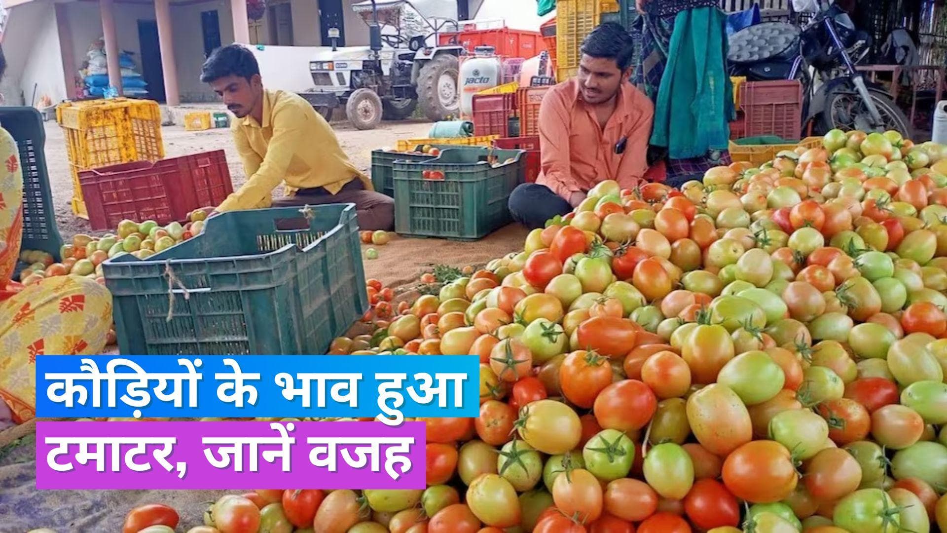 Tomato Price: महाराष्ट्र में 2 रु. प्रति किलो के थोक भाव पर बिक रहा टमाटर, जानें रेट कम होने की वजह