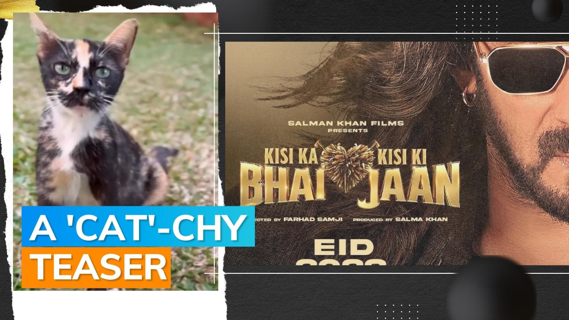 ‘Kisi Ka Bhai Kisi Ki Jaan’: Salman Khan teases new song ‘Billi Billi’ with a funny video. Watch 