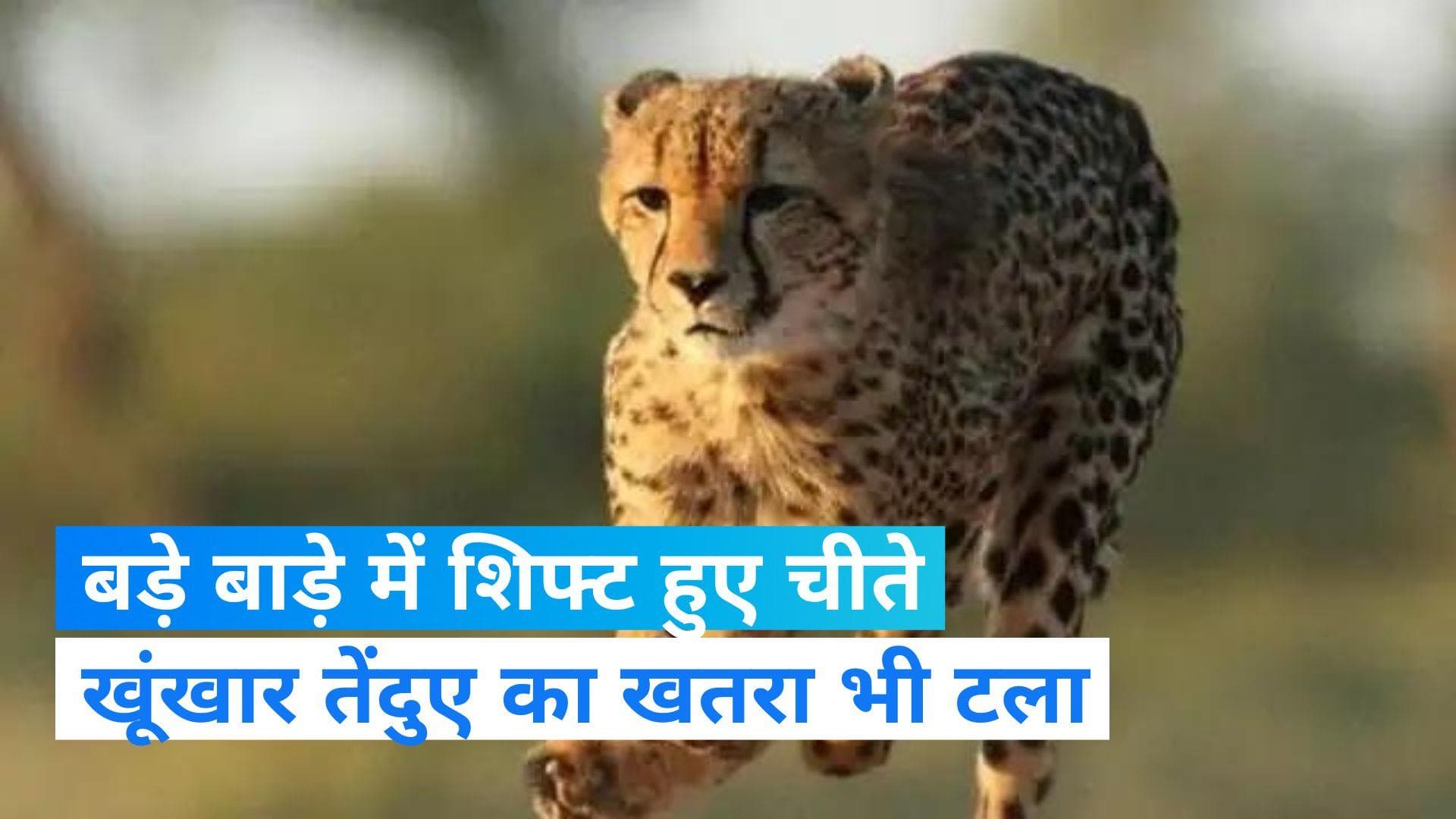 Kuno National Park: सभी चीतों का क्वारंटीन खत्म, छोटे बाड़े से किए गए आजाद