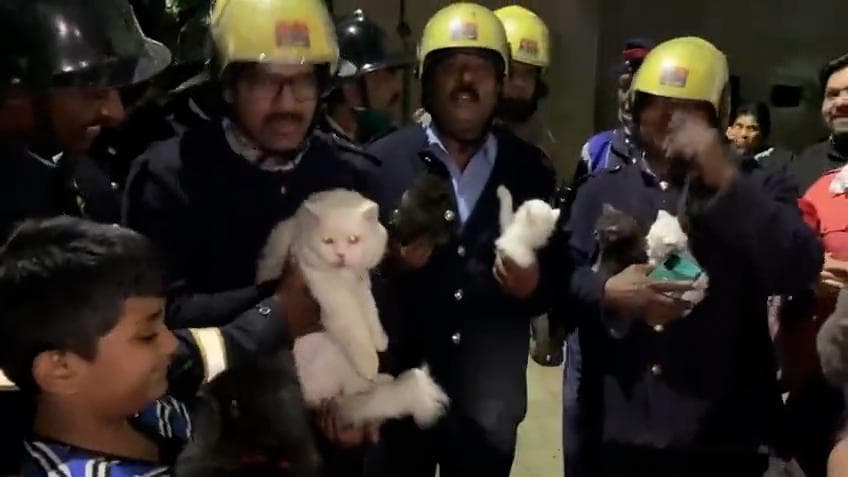 WATCH: Firefighters rescue 10 Persian cats from a blaze in Pune