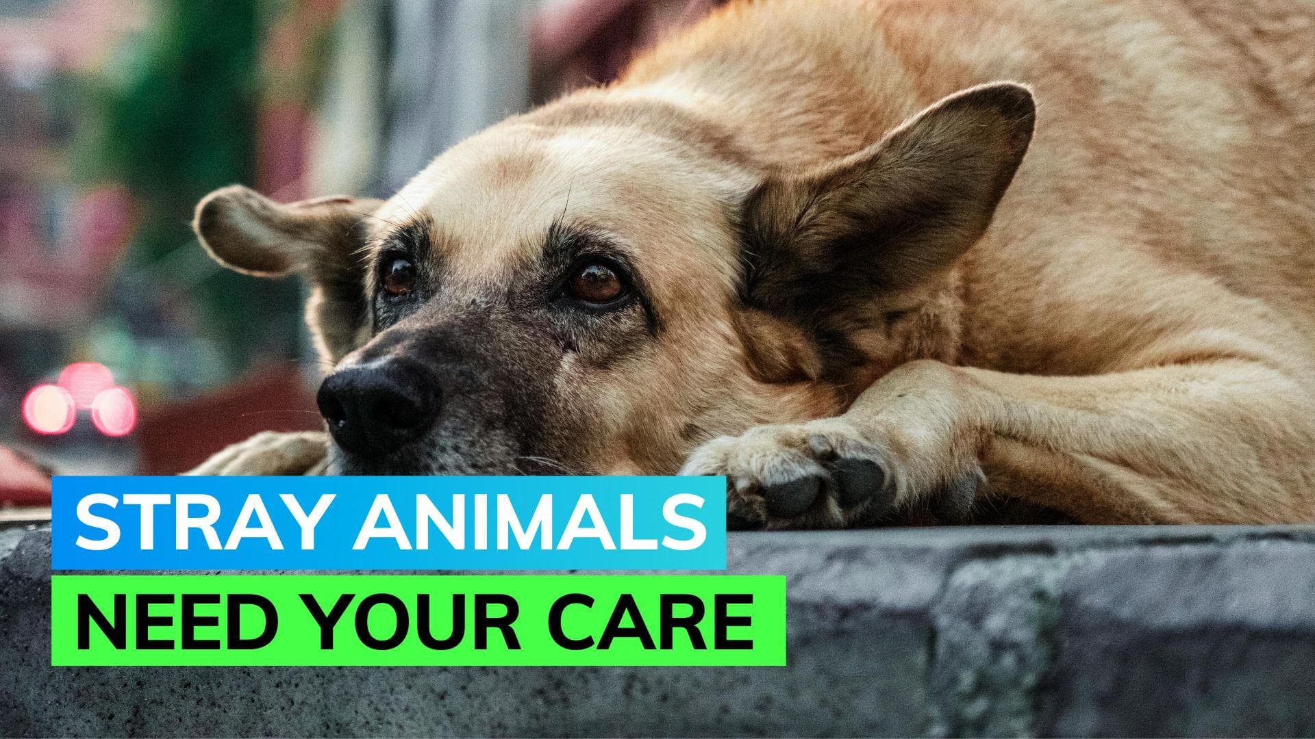 Ratan Tata urges people to take care of stray animals this monsoon