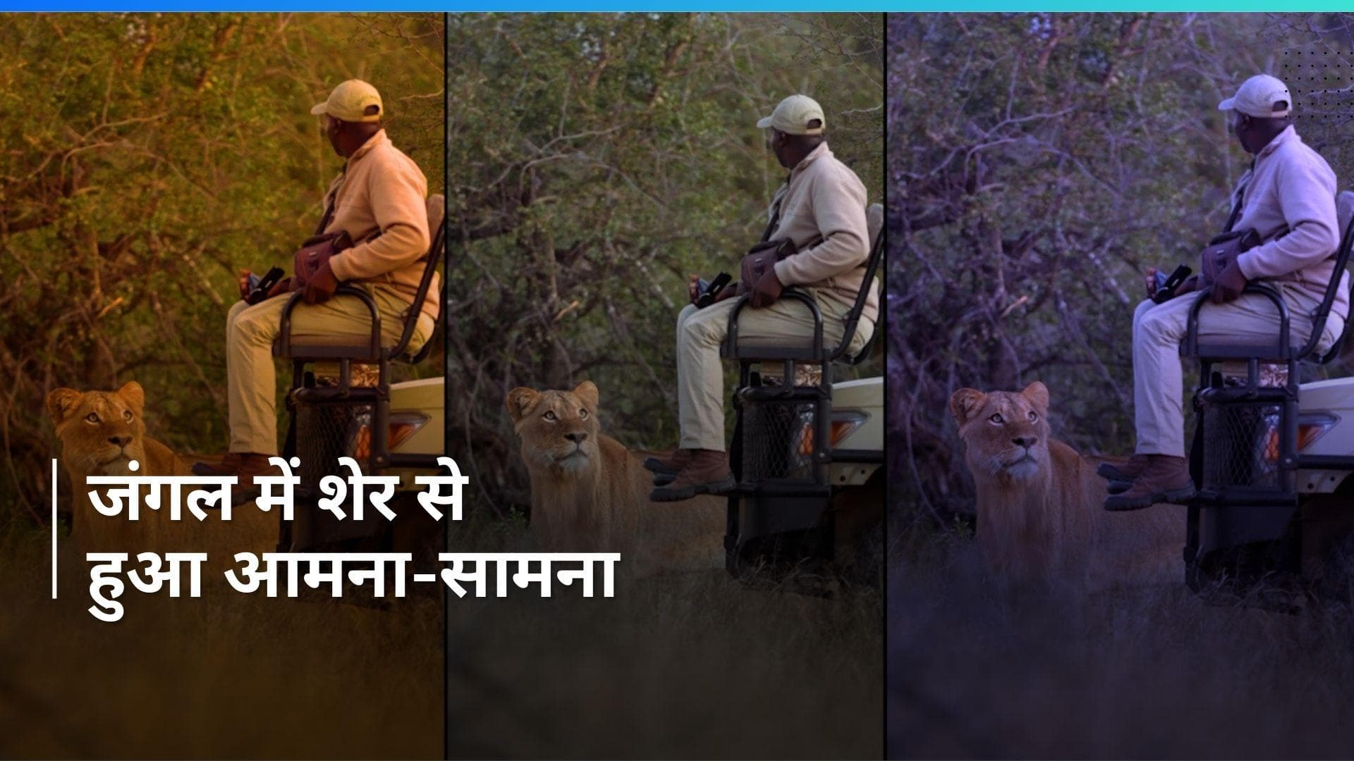 Watch: कार के बोनट पर बैठा था शख्स, अचानक सामने आ गया शेर, फिर हुए ये