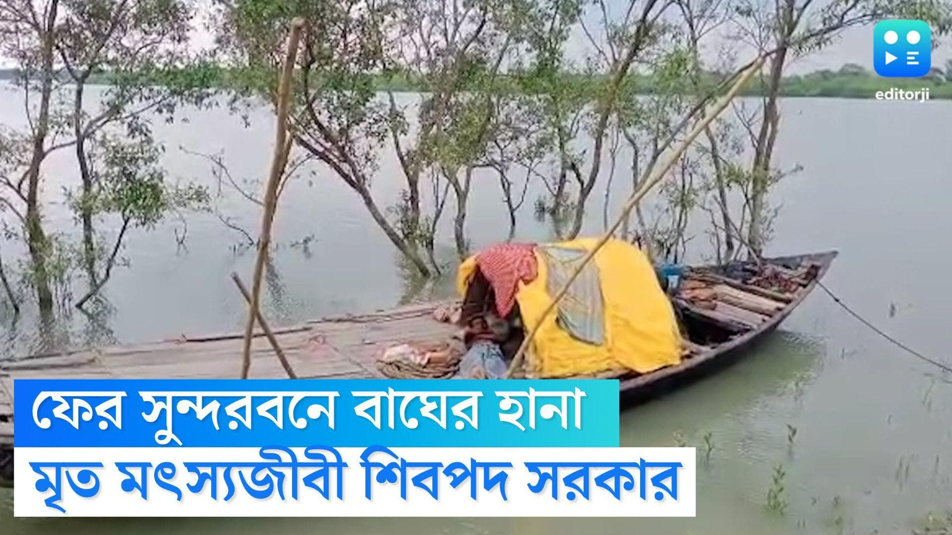 Tiger attack in Sundarbans: ফের সুন্দরবনে বাঘের হানায় মৃত্যু, স্ত্রীর পাশ থেকে মৎস্যজীবীকে তুলে নিল বাঘ