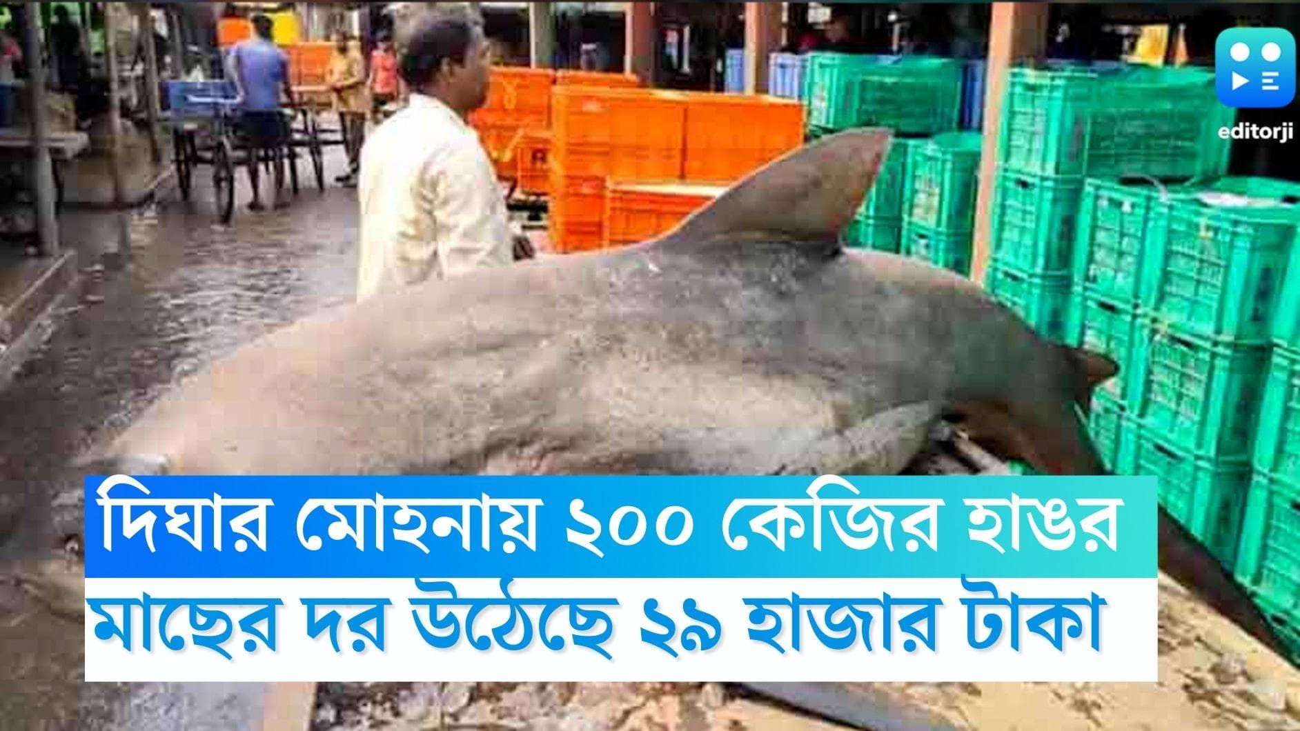 Digha Fish Market: জালে হাঙর, দু'শো কেজির দাম ২৯ হাজার টাকা