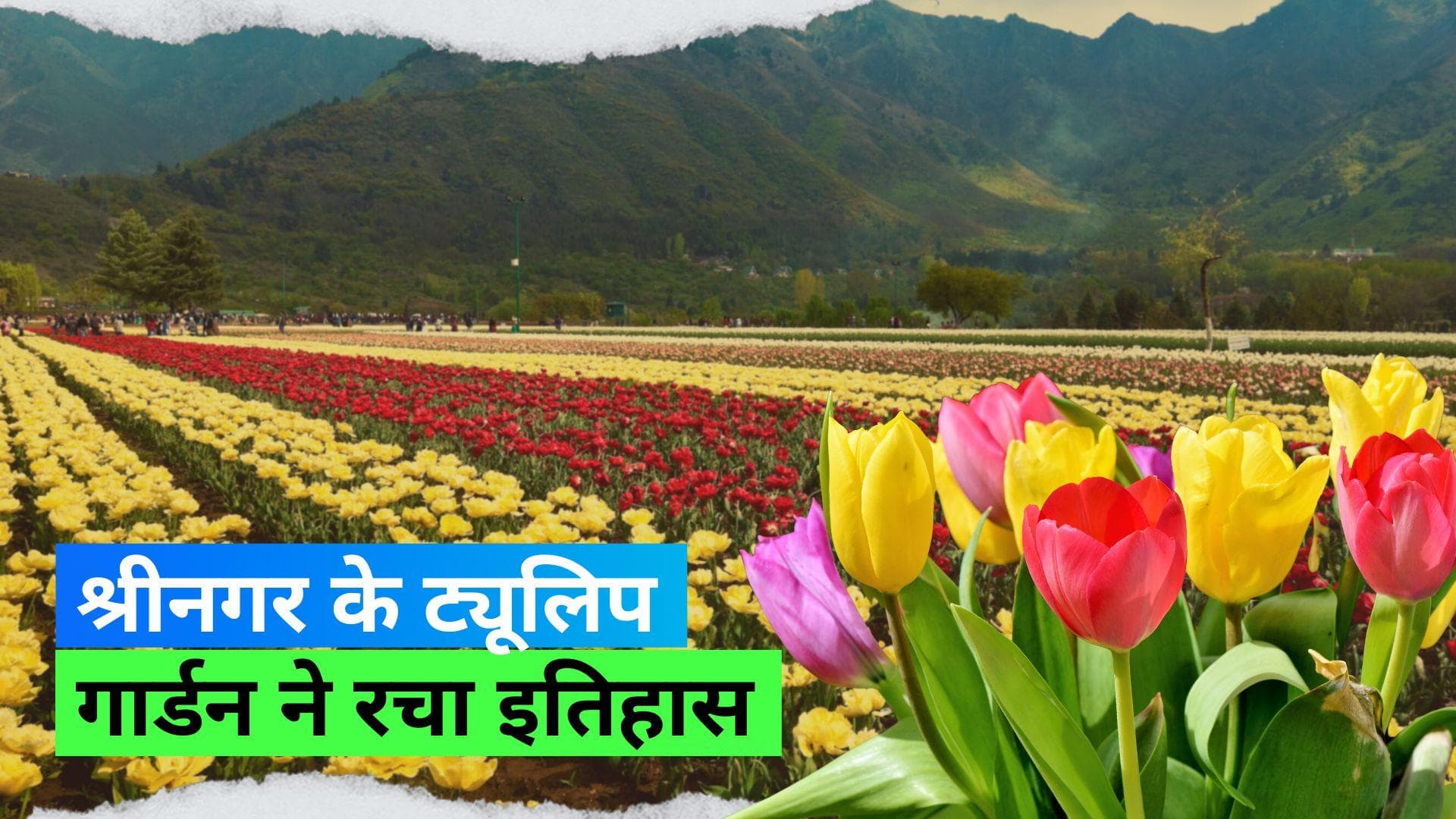 Tulip Garden: श्रीनगर का ट्यूलिप गार्डन है एशिया का सबसे बड़ा पार्क, वर्ल्ड बुक ऑफ रिकॉर्ड्स में हुआ दर्ज