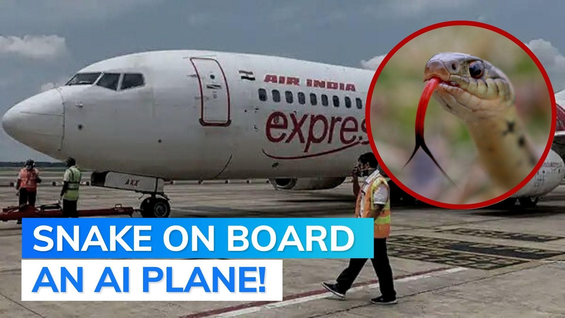 Snake found in Dubai-bound Air India Express flight, probe ordered