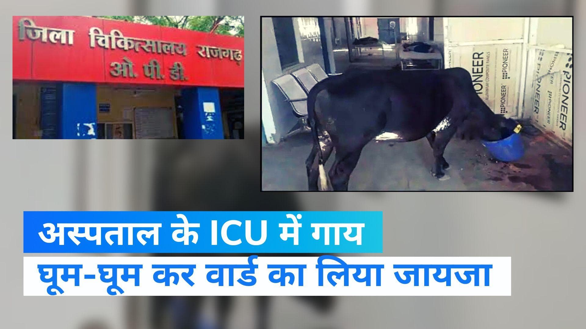 Viral Video: MP के राजगढ़ जिला अस्पताल के ICU वार्ड में घुसी गाय, 4 कर्मचारियों पर गिरी गाज