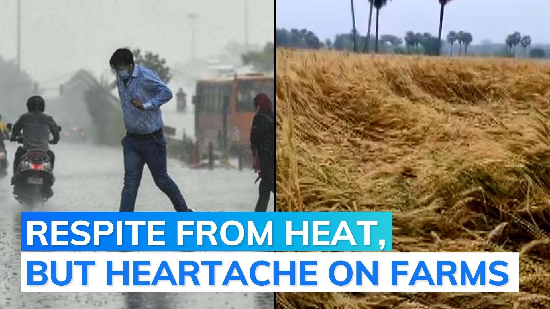 Unseasonal rain, hail damage crops: 'delay harvesting, sowing' advice for farmers