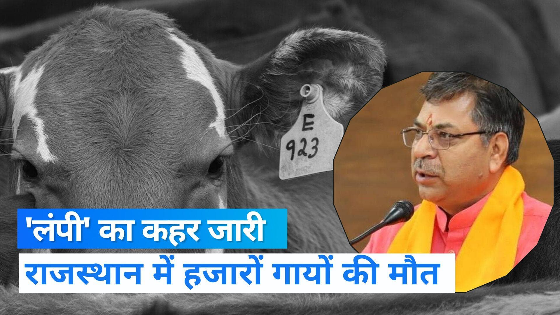 Lumpy Virus: राजस्थान में 'लंपी' का कहर जारी, हजारों पशुओं की गई जान, BJP ने उठाए राज्य सरकार पर सवाल