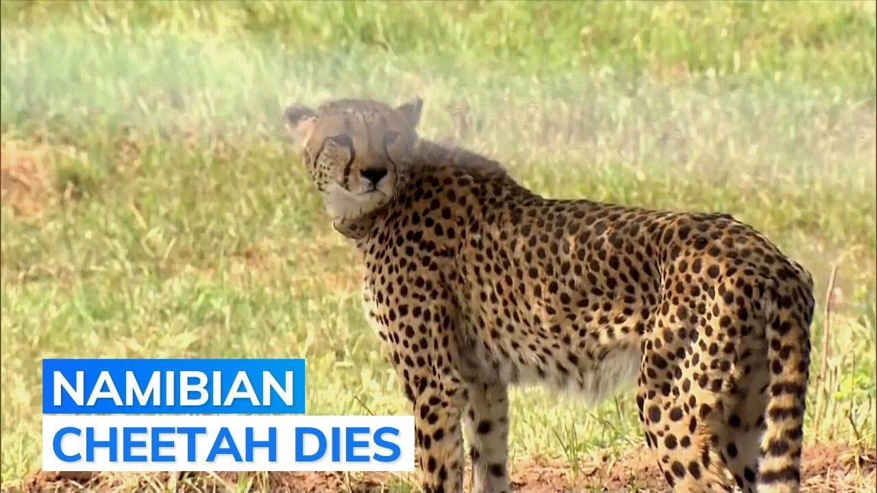 One of eight cheetahs introduced at Kuno National Park dies of kidney ailment