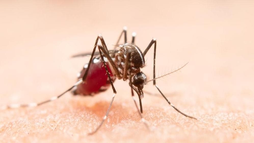 Dengue: इस समय पर ज़्यादा काटते हैं डेंगू के मच्छर, जानिये बचाव के कुछ तरीके 