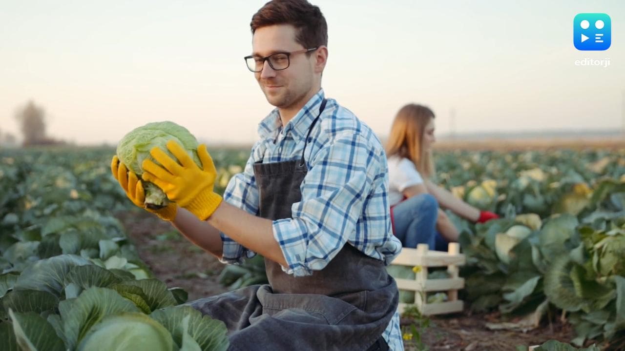 खेत में सब्जी तोड़ने की मजदूरी 63 लाख रुपये, देखें किस कंपनी ने दिया ये ऑफर