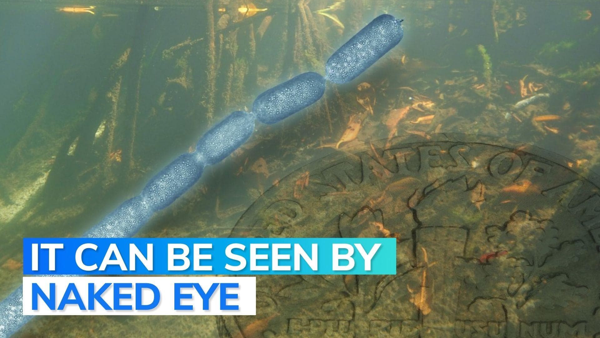 Marine biologists find world's biggest bacterium in Caribbean