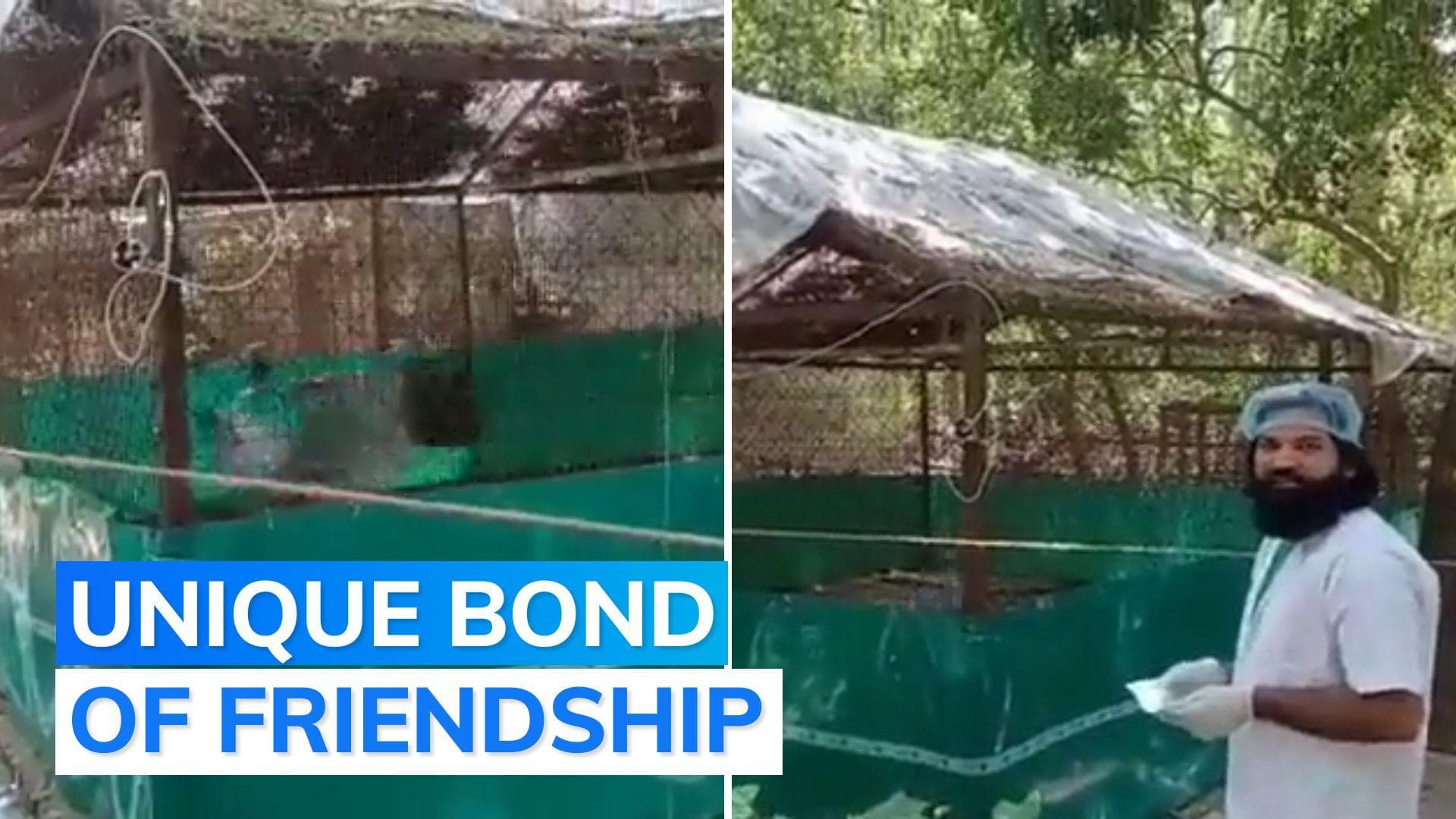 Watch: days after separation, Sarus crane meets 'friend' Arif again