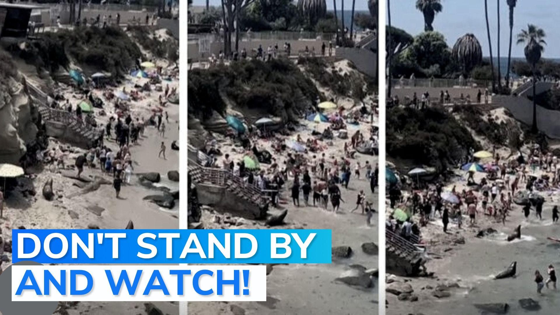 On camera: beachgoers flee as sea lions chase each other