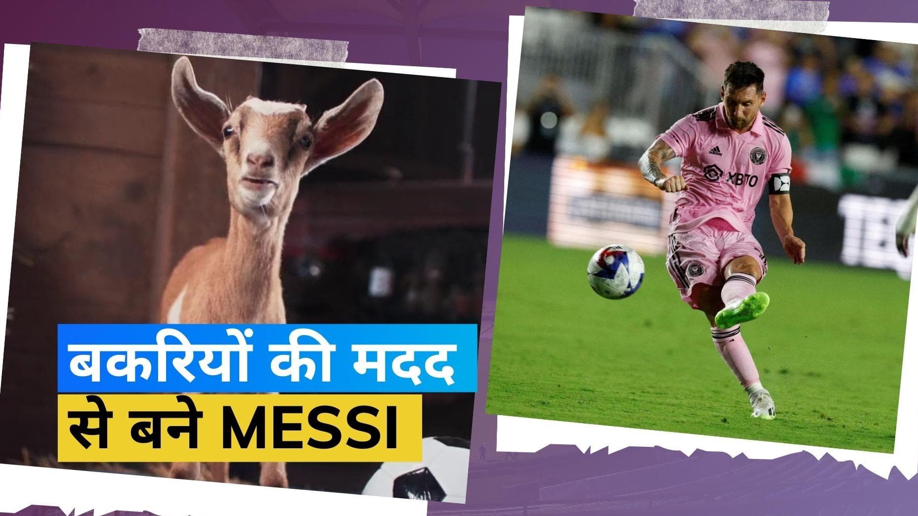 मेसी का जादू बरकरार, 808 बकरियों के जरिए किया गया लियोनल का सम्मान