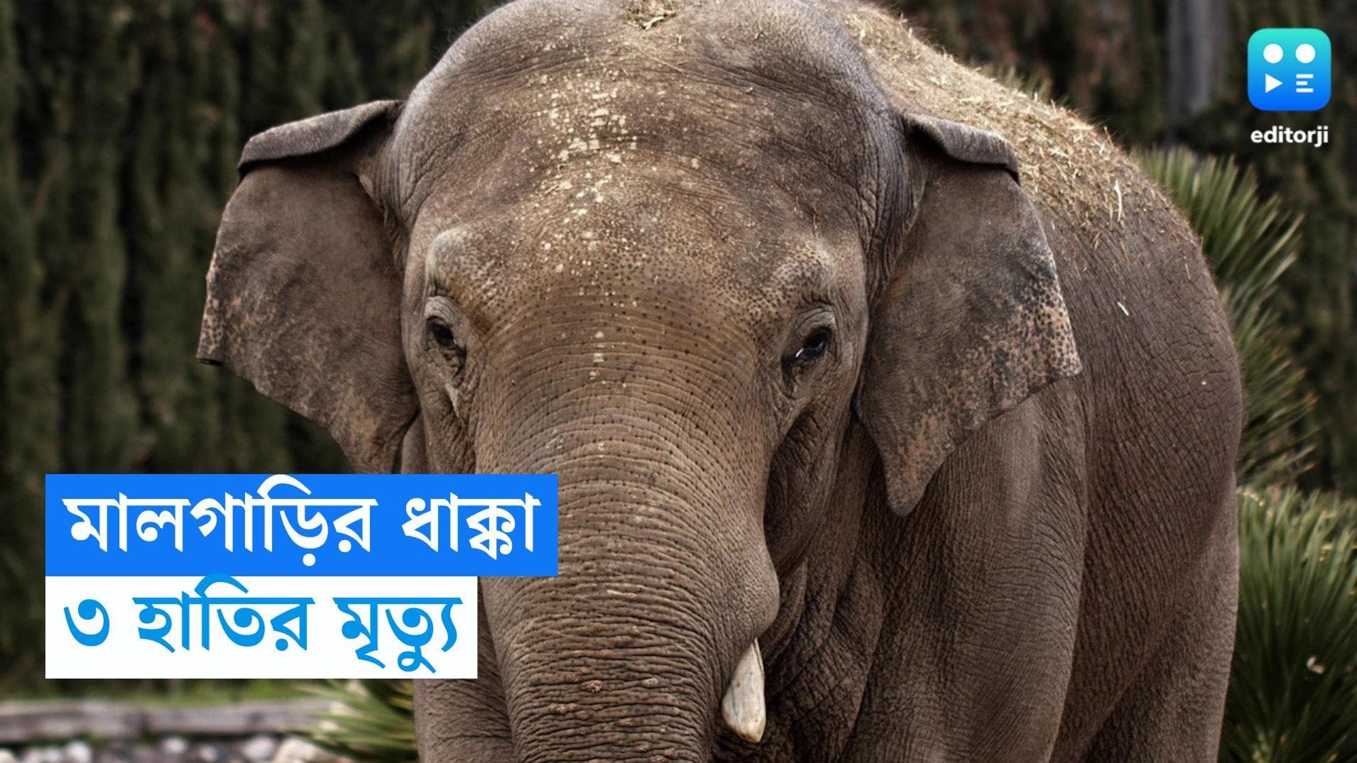 Elephant died in Alipurduar: রাজাভাতখাওয়ায় মালগাড়ির ধাক্কা, সাবক সহ ৩ হাতির মৃত্যু 