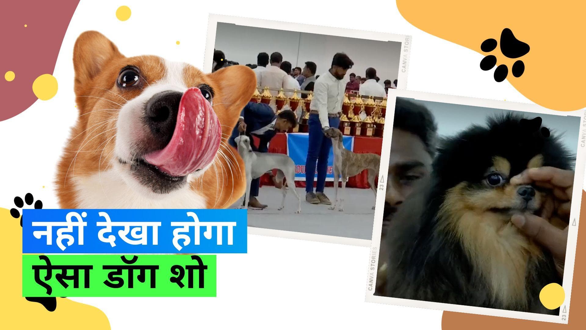 Dog Show in Madurai: मदुरै में आयोजित किया गया डॉग शो, 55 ब्रीड के 300 डॉग्स ने की अपनी ब्यूटी फ्लॉन्ट