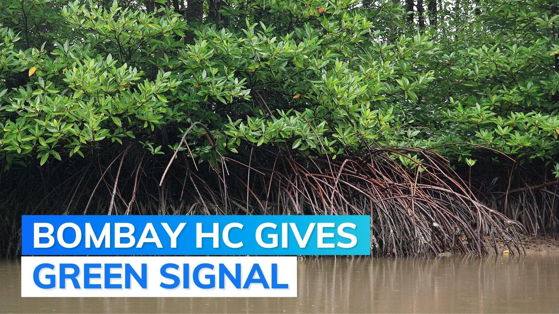 20,000 mangrove trees to be cut for Mumbai-Ahmedabad bullet train project