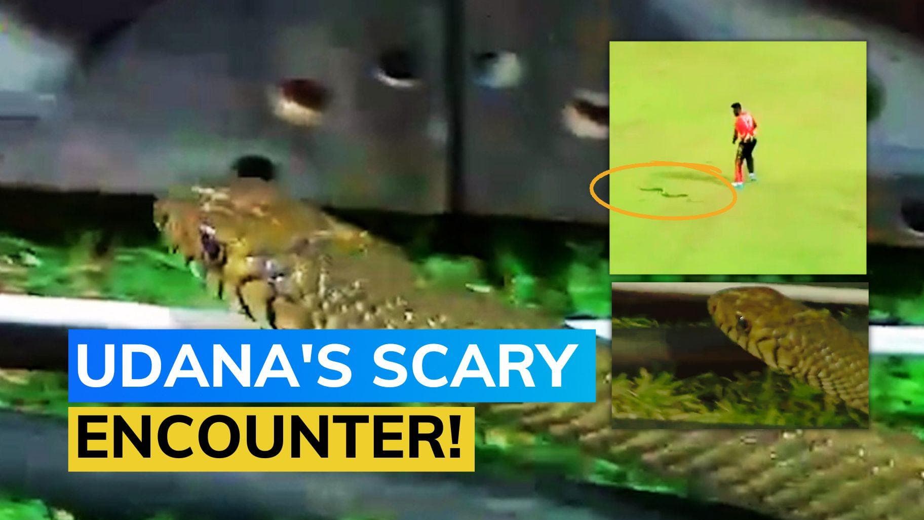 Watch - Snake makes another appearance in Lanka Premier League | Isuru Udana