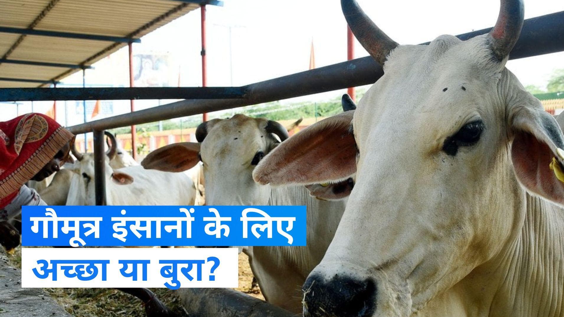 Cow Urine: गौमूत्र का सेवन करनेवाले हो जाएं सावधान! खतरनाक बैक्टीरिया कर सकते हैं आपको परेशान