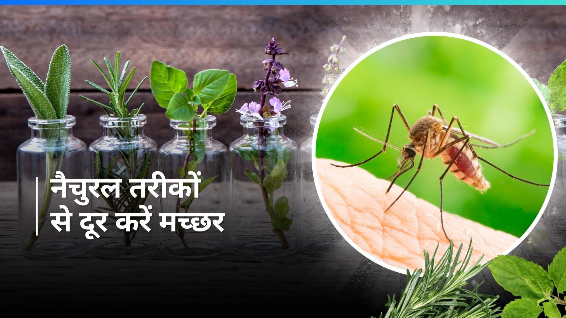 Mosquito Remedies: मच्छरों के आतंक से हुए परेशान? ऐसे करें इनका खात्मा