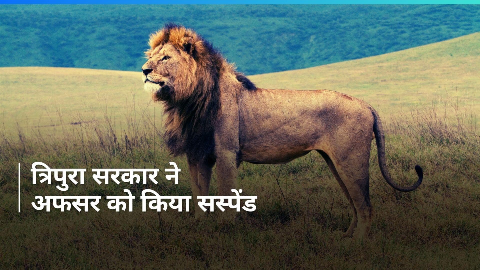 'अकबर' और 'सीता' शेर-शेरनी विवाद में त्रिपुरा सरकार ने की बड़ी कार्रवाई, IFS अधिकारी सस्पेंड