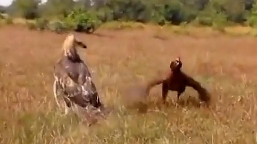 Viral Video: अपने बच्चों को बचाने के लिए ख़तरनाक बाज़ से भिड़ी मुर्गी, उलटे पैर भागा शिकारी