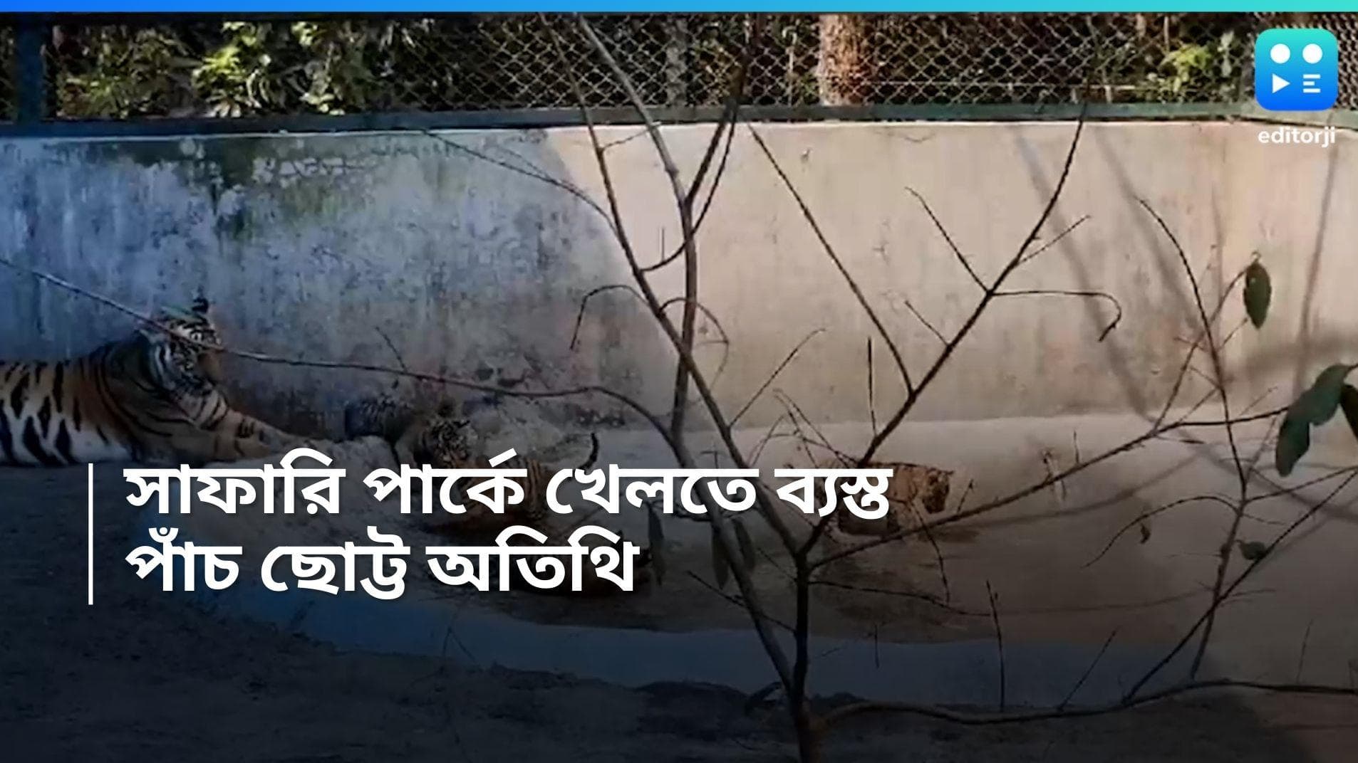 Siliguri Bengal Safari Park : সামনে এল বেঙ্গল সাফারি পার্কের ছোট্ট পাঁচ অতিথি, কী করছে তারা? রইল ভিডিয়ো  