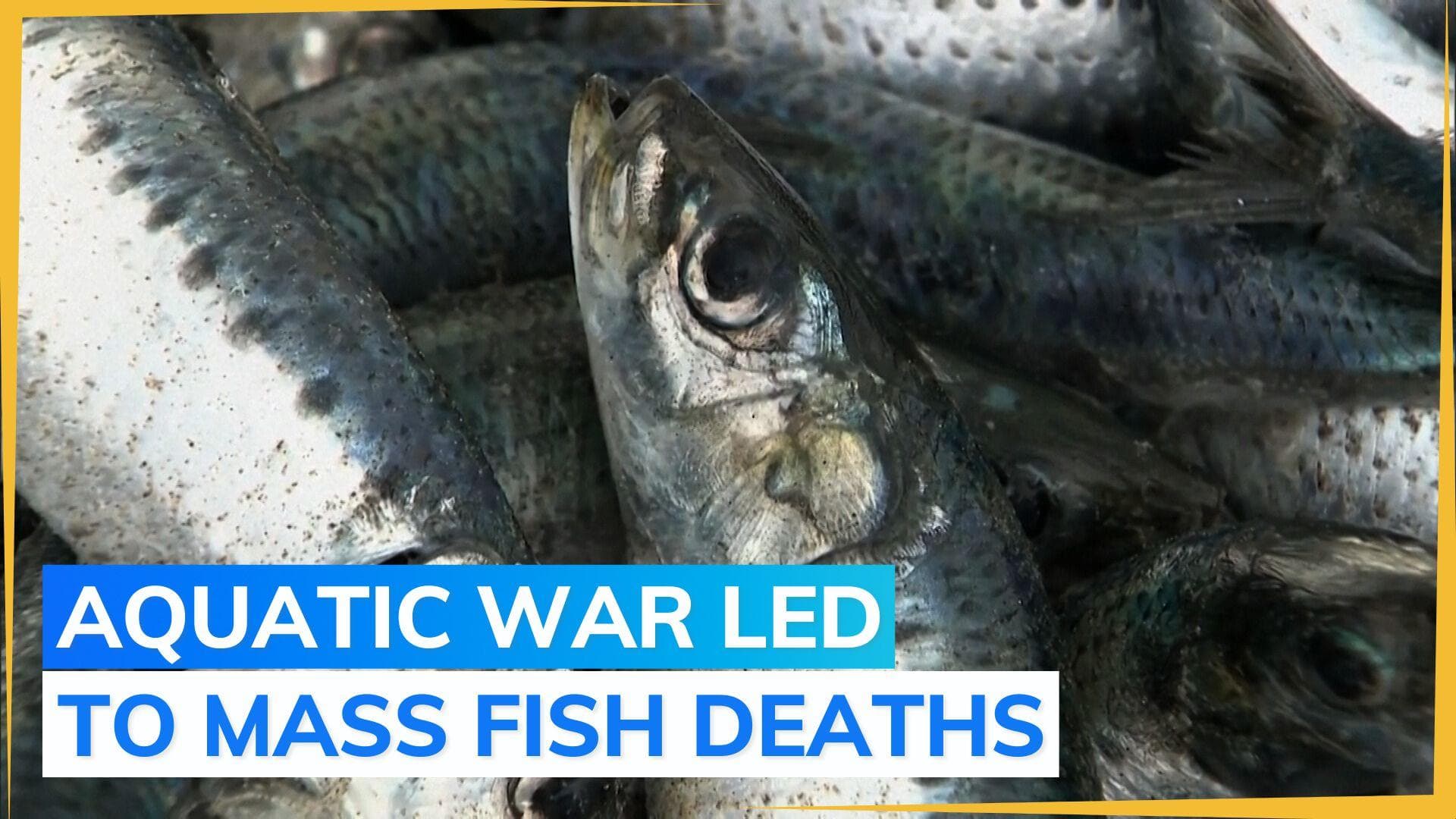 Video: thousands of dead fish wash up on Japanese shore