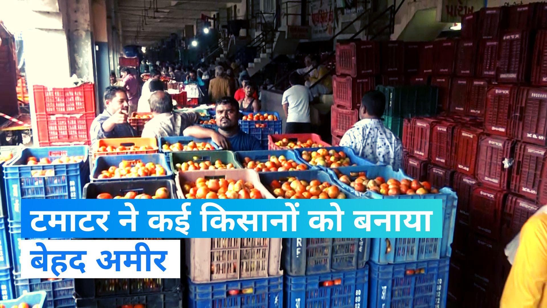 Tomato Price: अमीर हो गए टमाटर के किसान...! जनवरी से अब तक 700% तक बढ़ी महंगाई