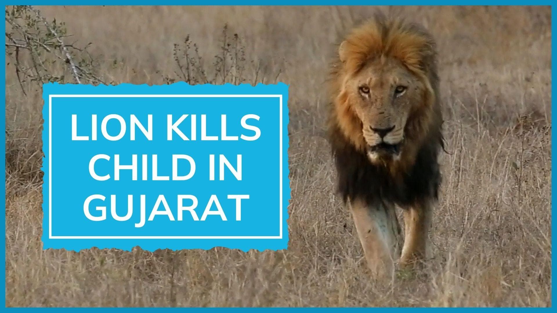 Gujarat: lion attacks, kills 5-yr-old, drags body towards forest before being captured