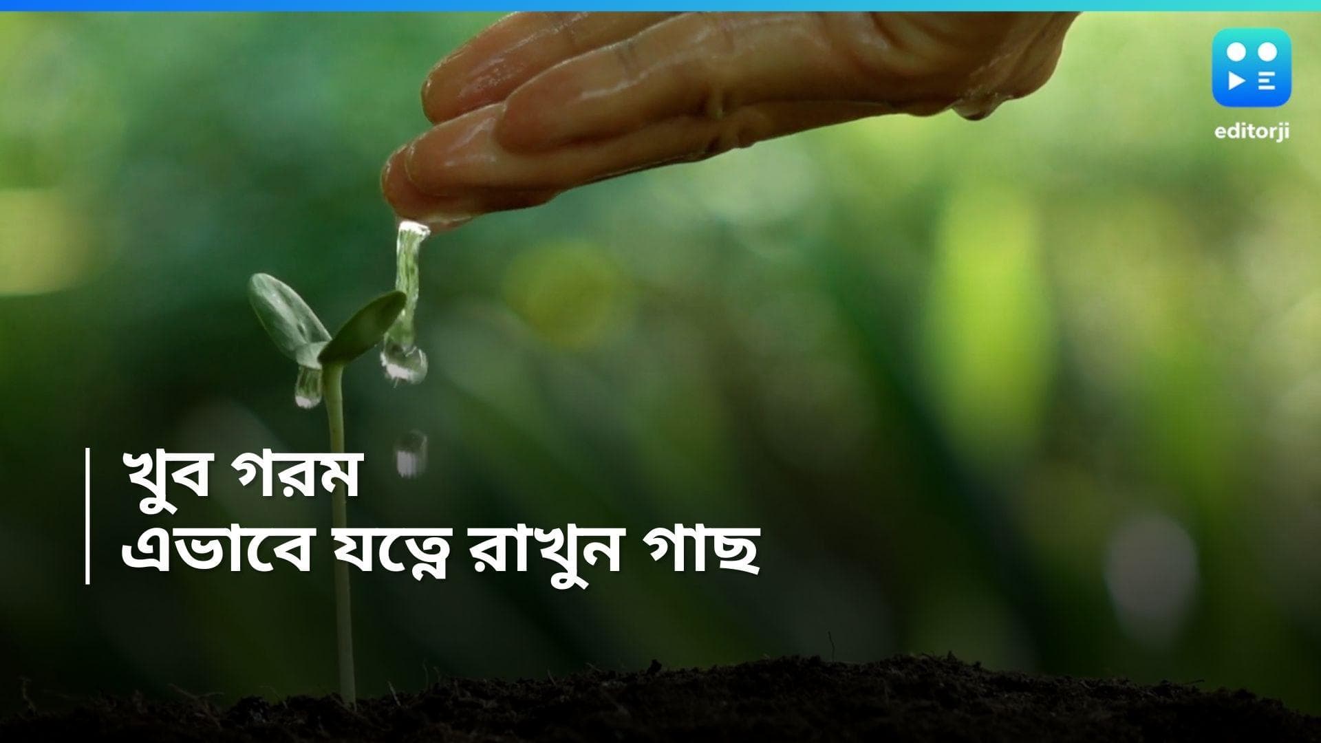 Summer Tips : দাবদাহে শুকিয়ে যাচ্ছে বাড়ির গাছ!  কীভাবে যত্ন নেবেন, রইল টিপস