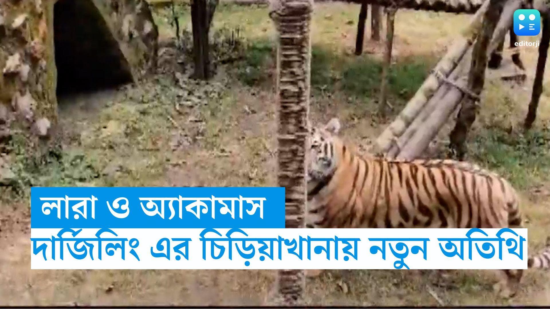 Siberian Tigers-Darjeeling : লারা ও অ্যাকামাস, দার্জিলিং এর চিড়িয়াখানায় নতুন অতিথি সাইবেরিয়ার বাঘ দম্পতি