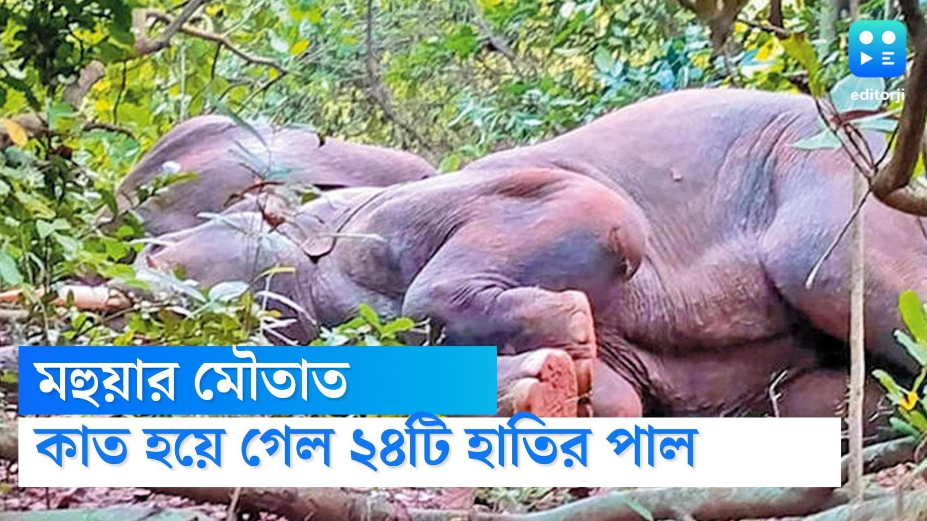 Elephants drank liquor: মহুয়া খেয়ে নেশায় কাত ২৪টি হাতির দল, ঘুম ভাঙাতে বাজাতে হল ড্রাম