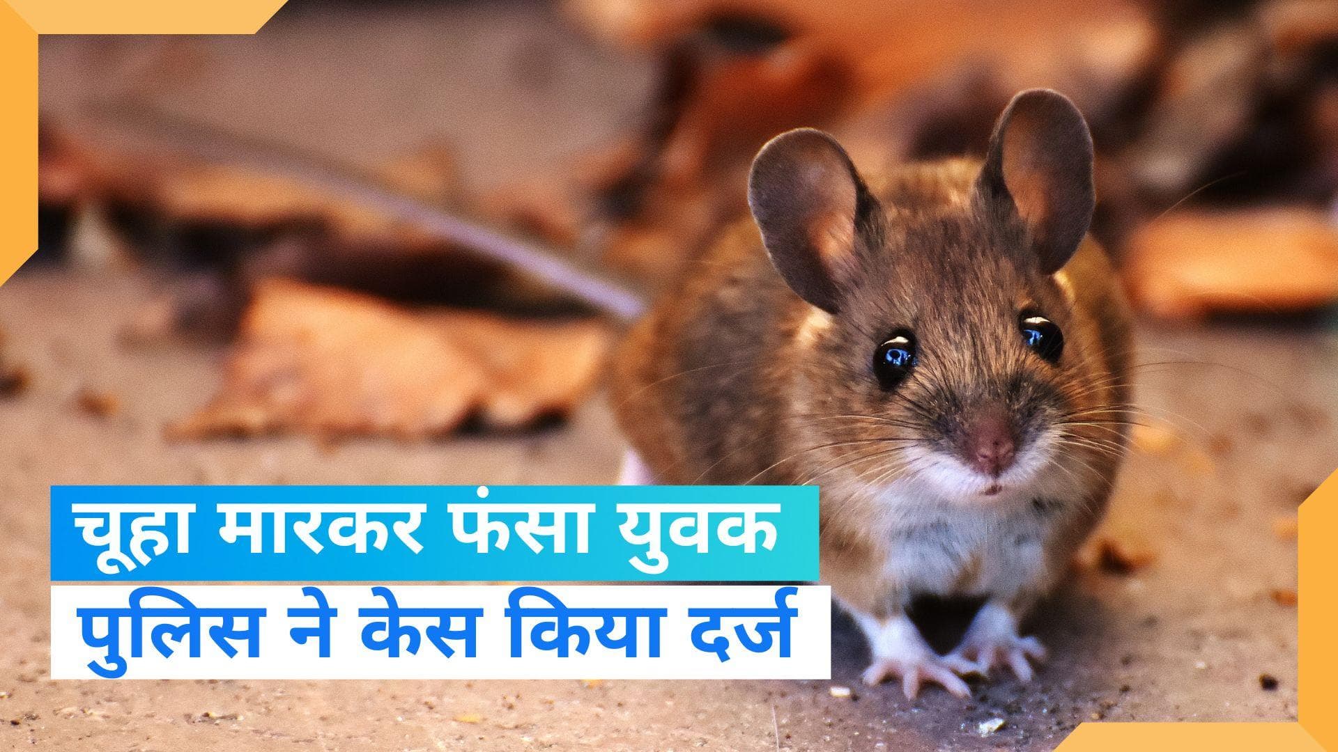 UP NEWS: चूहे की निर्मम हत्या कर फंसा युवक, कहीं आप भी तो नहीं कर रहे ये काम?