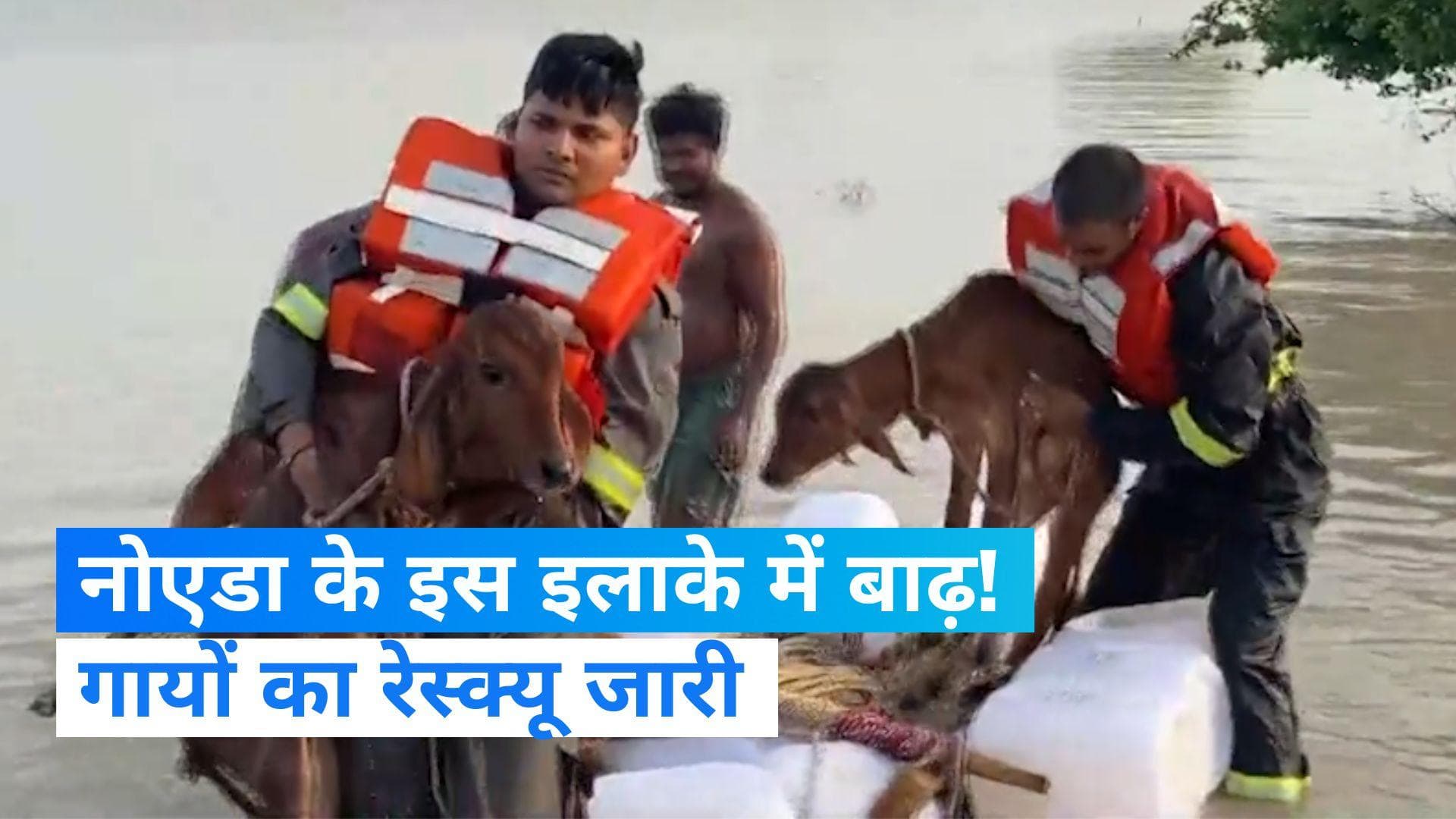 Noida Flood: नोएडा के एक गांव में बाढ़ जैसे हालत, गौशाला में घुसा पानी, रेस्क्यू अभियान जारी 