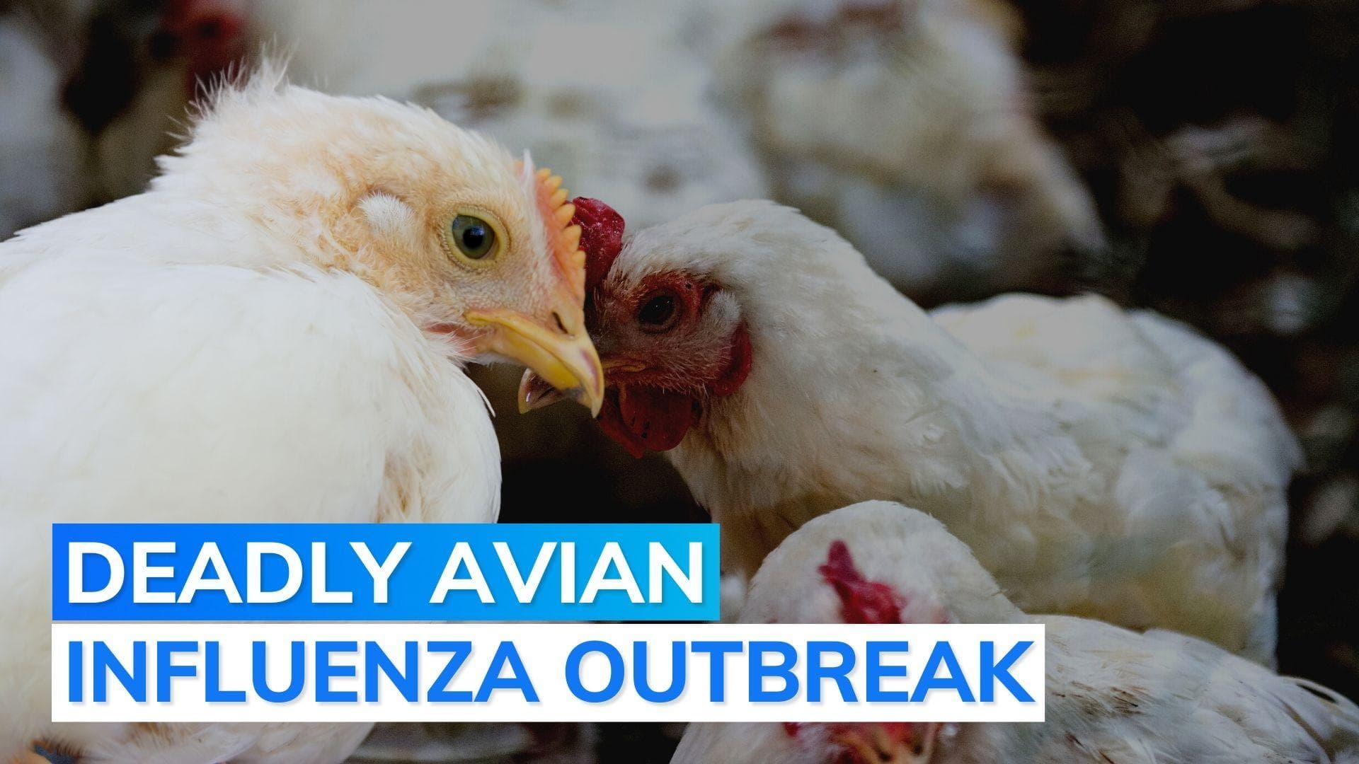 1,800 chickens dead at Kerala state-run farm due to bird flu outbreak: reports