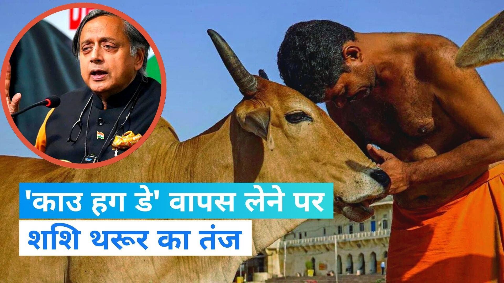 Cow Hug Day: 'काउ हग डे' वापस लेने पर शशि थरूर का तंज, 'हिंदी राष्ट्रवादी ने ‘Guy’ को ‘Gaay’ सुना होगा'