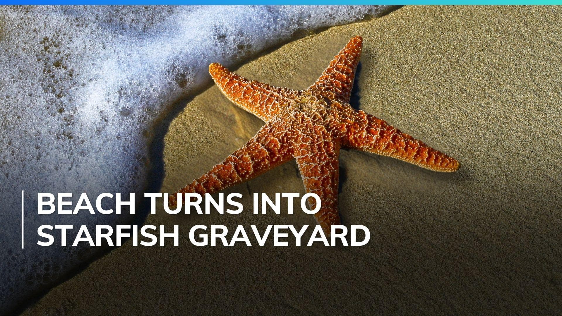 Thousands of dead starfish wash up on British beach, authorities on alert  