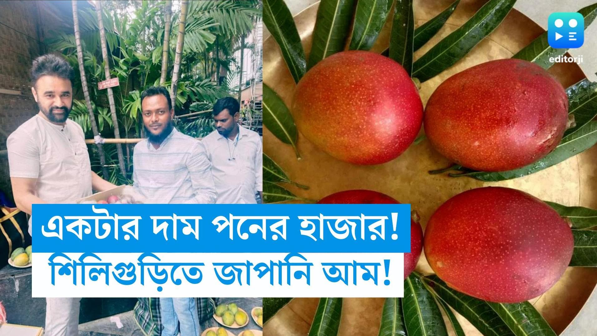Siliguri-Miyazaki Mango: একটি আমের দাম ১৫ হাজার! মিয়াজাকি দেখতে ভিড় শিলিগুড়িতে