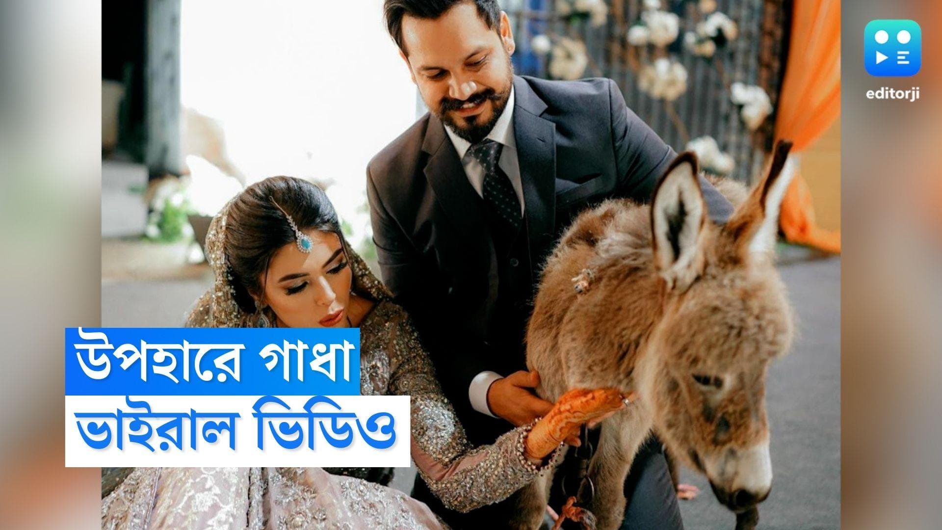 Groom Gifts Bride Donkey Viral Video: স্ত্রীকে গাধা উপহার দিলেন স্বামী! দেখুন ভিডিয়ো