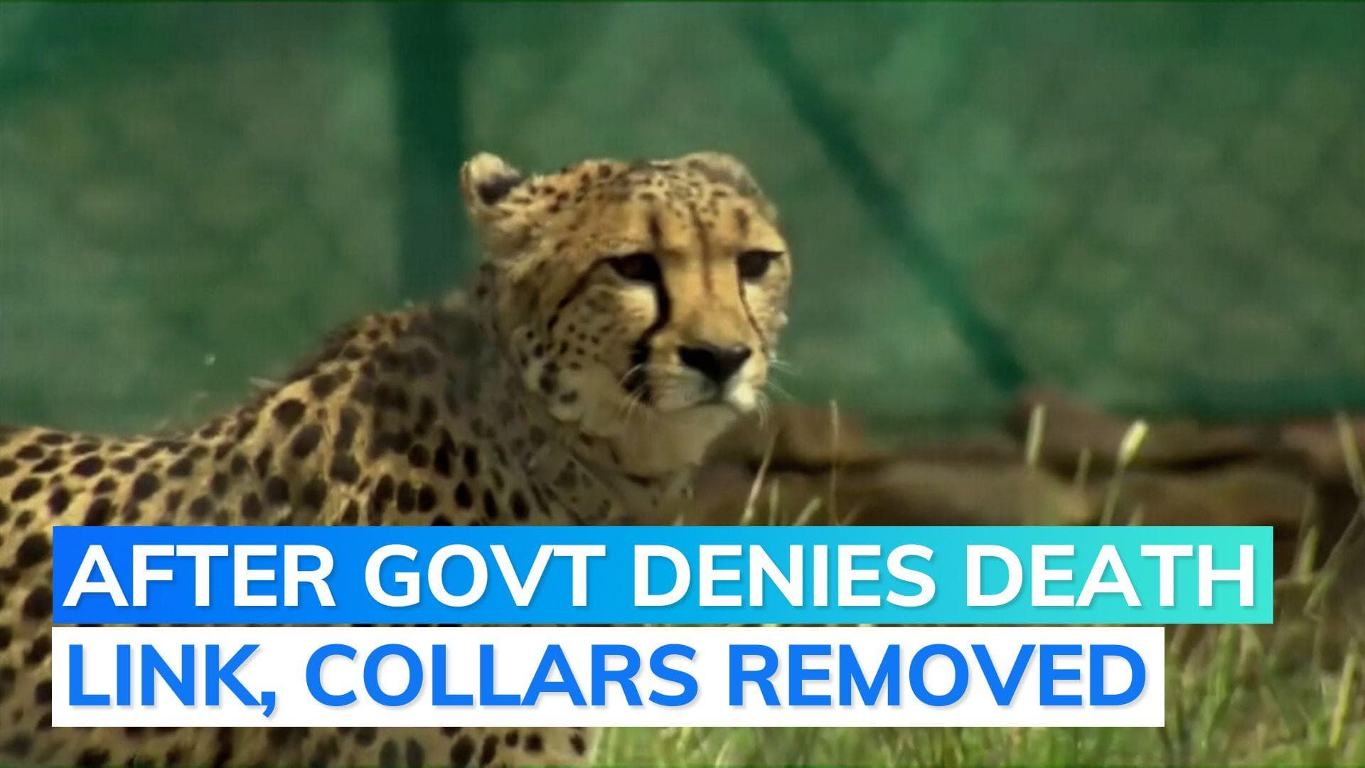 Cheetah deaths: Radio collars of 6 cats removed; severe infection found in 2, says report