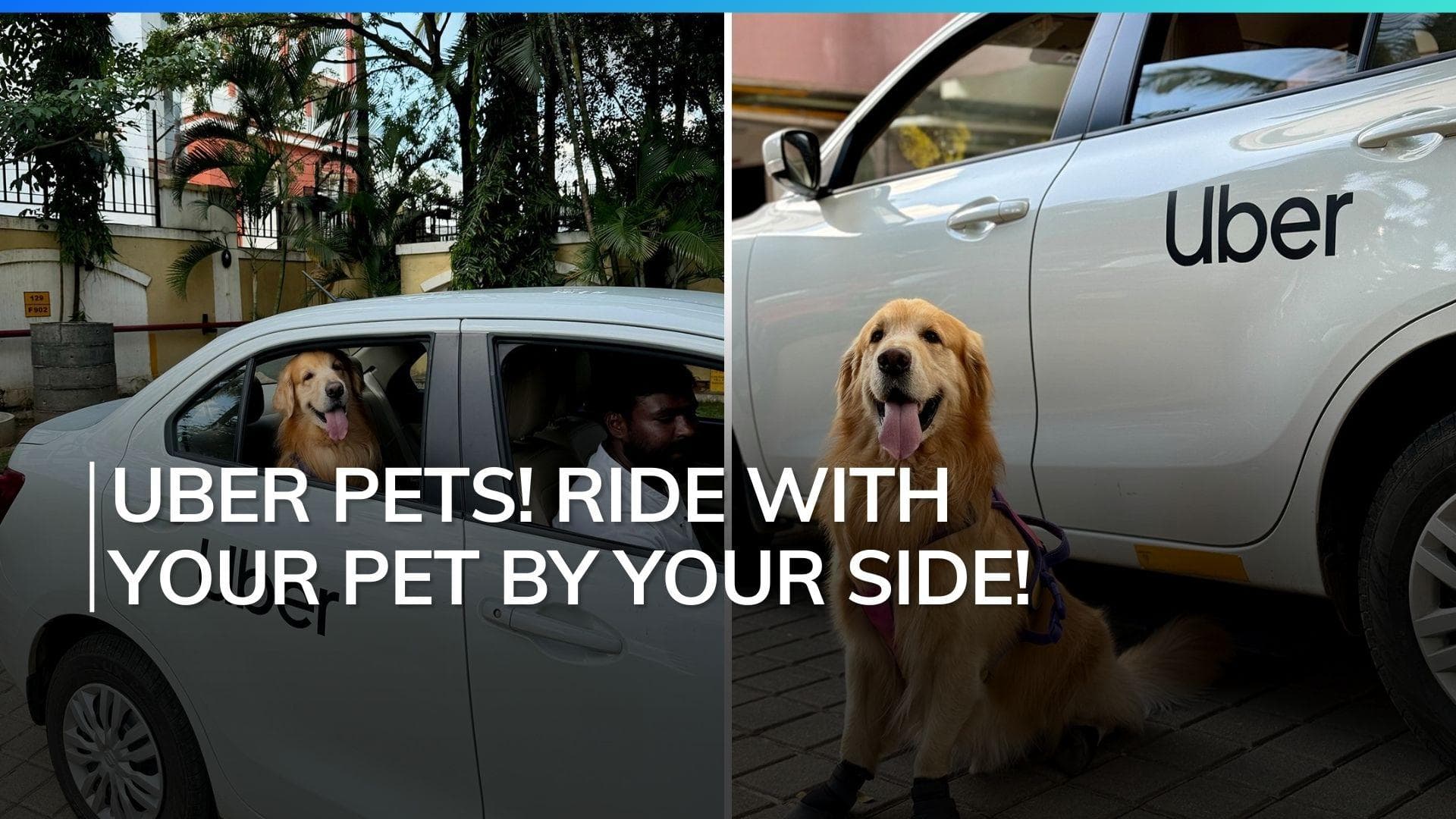 Uber Pet is Here: Bring Your Furry Friends Along for the Ride!